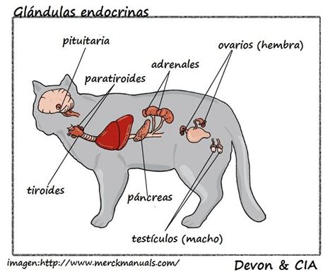 Esquema de las glándulas odoríferas en las patas de un gato