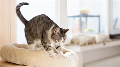 Gato amasando una manta suave en un sillón