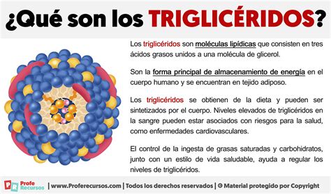 Esquema explicativo sobre qué son los triglicéridos y cómo se almacenan en el tejido adiposo del cuerpo humano.