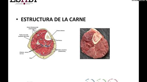 Esquema de la estructura de la carne mostrando tejido muscular, conjuntivo y graso