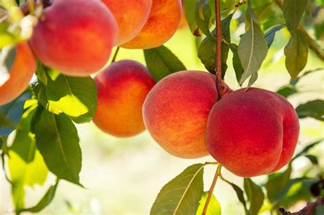 Campo de duraznos maduros listos para la cosecha