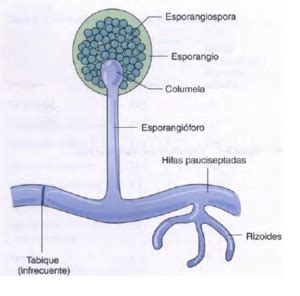 Gráfico de germinación de esporangios de P. destructor bajo diferentes fotoperiodos (Figura 2B)