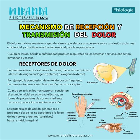 Infografía sobre la capsaicina y cómo afecta los receptores del dolor