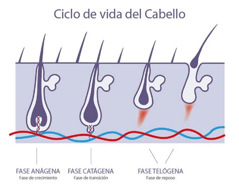 Infografía del ciclo de crecimiento del cabello (Anágena, Catágena, Telógena)