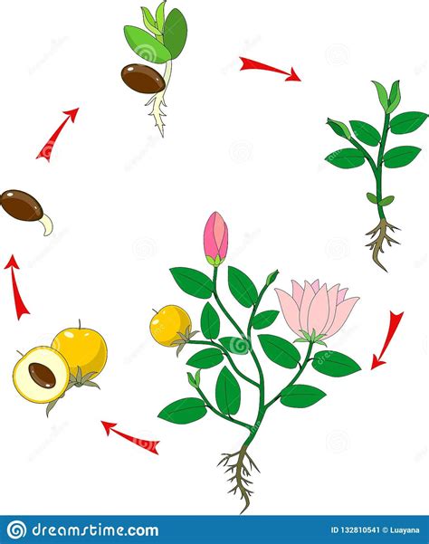 Esquema de las etapas de desarrollo de la planta de zapallo camote y momentos clave para la fertilización.