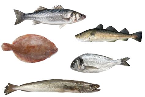 Diagrama: Composición nutricional de diferentes tipos de pescado (graso, magro)
