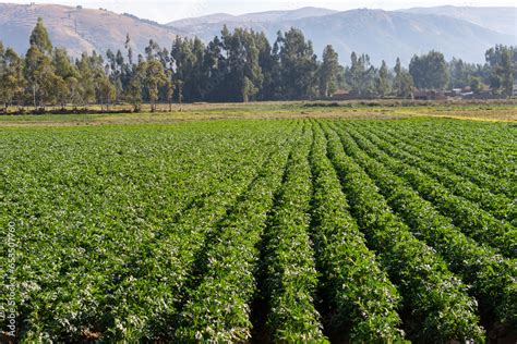 Campo de papas en los Andes peruanos, mostrando la diversidad de variedades nativas