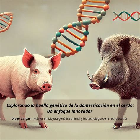 Infografía explicando la genética de la domesticación de la papa (diploides a tetraploides)