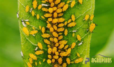 Plagas de insectos en manzanos