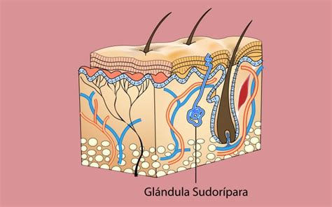 Esquema de las glándulas sudoríparas y la flora bacteriana en la piel