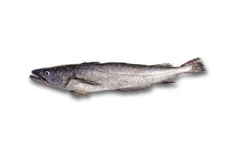 Foto de merluza austral recién pescada