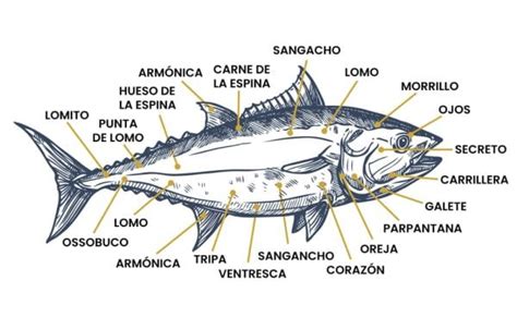 Esquema de la morfología del atún rojo salvaje señalando sus cortes principales: ventresca, morrillo, lomo y parpatana.