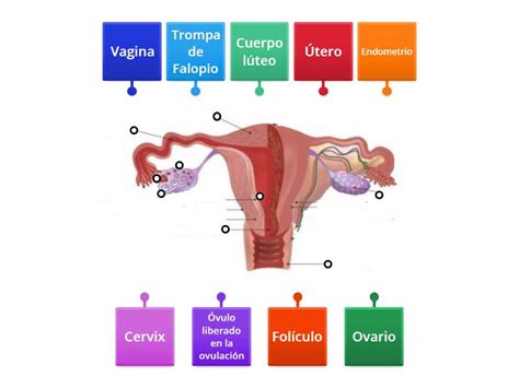 Esquema anatómico de la vagina y el clítoris femenino con sus diferentes partes