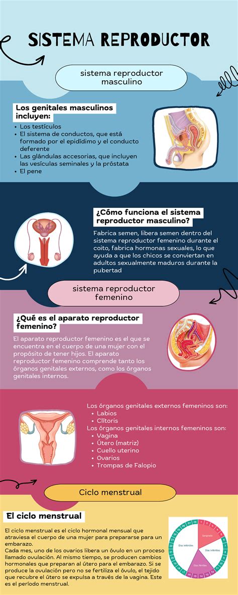 Infografía mostrando la ubicación de los puntos G, A y U en el sistema reproductivo femenino
