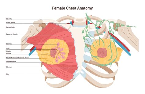 Esquema de la anatomía del seno femenino y los músculos pectorales
