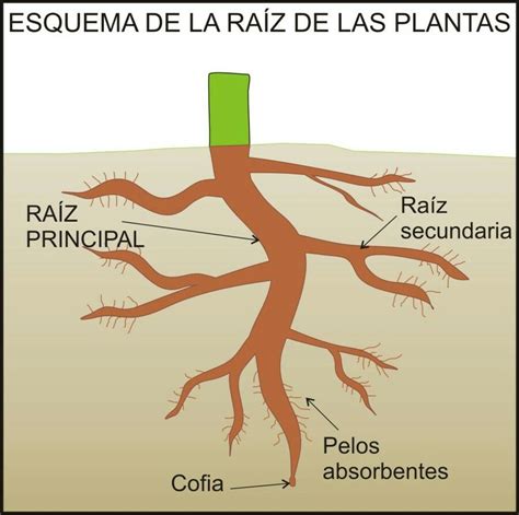 Esquema de la planta de regaliz con sus raíces fibrosas