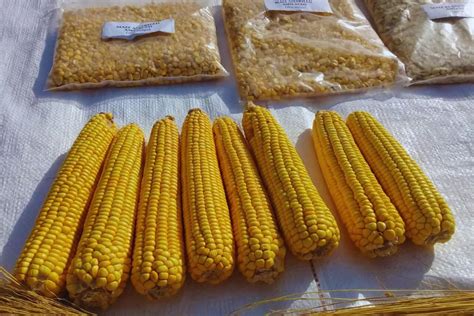 Campo de maíz amarillo de la variedad Chispar Borí INTA en Formosa, Argentina