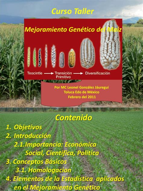 Esquema del proceso de mejoramiento genético del maíz Chispar Borí INTA