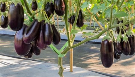 Campo de berenjenas con sus frutos colgando de las vides