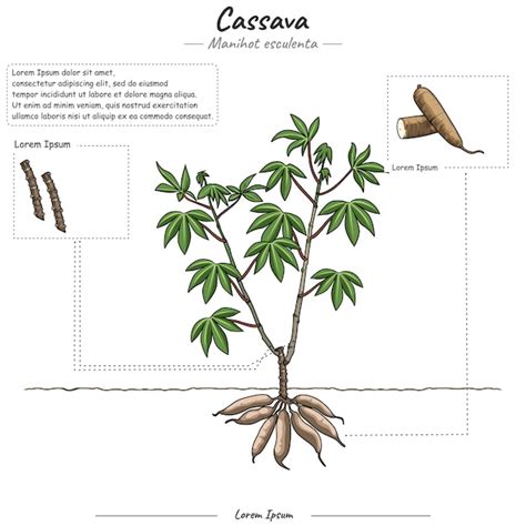 Esquema de una planta de yuca con sus raíces