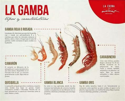 Ilustración comparativa de camarones y gambas, destacando diferencias morfológicas y de tamaño