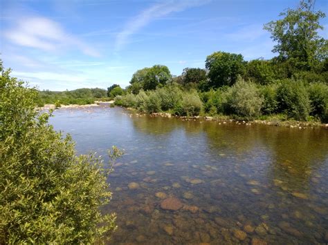 Fotografía de un río con vegetación ribereña densa, sugiriendo un hábitat para camarones de agua dulce