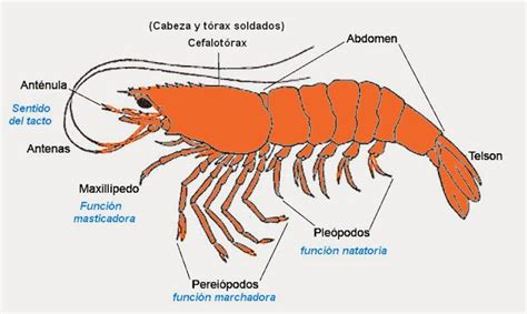 Infografía que muestra la anatomía externa de un camarón, resaltando antenas, patas y pleópodos