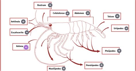 Diagrama detallado de la anatomía externa de un camarón, mostrando el cefalotórax, abdomen, telson, antenas, ojos, pereiópodos y pleópodos