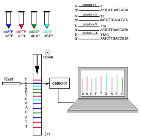 Esquema de secuenciación de ADN para identificación de especies de pescado
