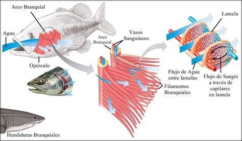 Infografía: Mecanismo de las branquias de camarón para respirar fuera del agua
