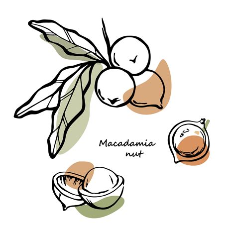 Illustration of Macadamia tree and its different species