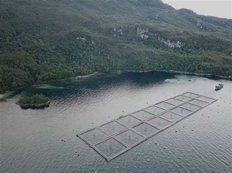 Fotografía aérea de jaulas de salmones en fiordos chilenos.