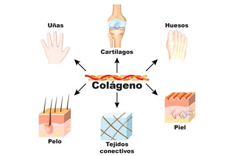 Esquema del cuerpo humano destacando la importancia del colágeno en piel, huesos y articulaciones