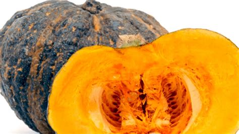 Ilustración botánica de diferentes variedades de zapallo (Cucurbita maxima)