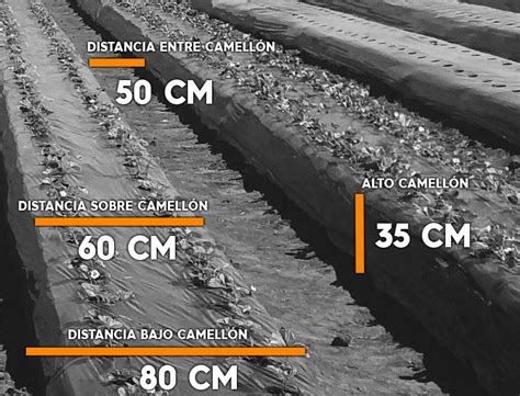 Esquema de preparación del suelo con camellones para zapallos