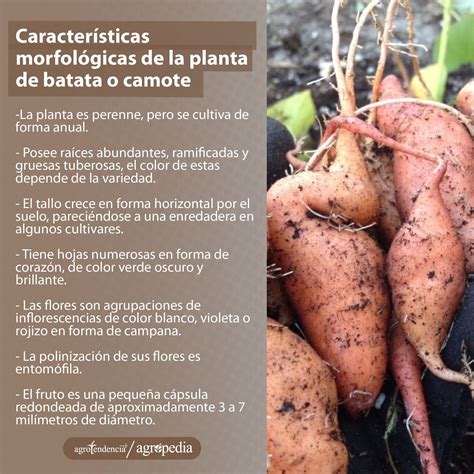 Ilustración detallada del gorgojo de la batata y sus daños