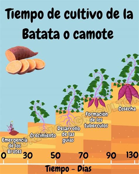 Infografía resumen con los pasos clave para el cultivo de camote