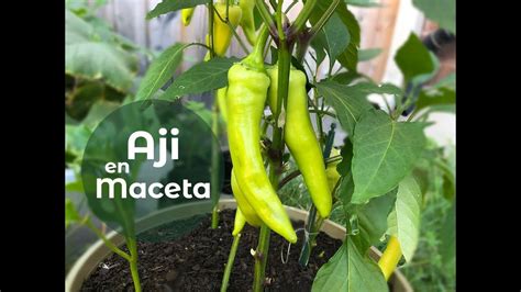 Esquema de cómo combinar ají cacho de cabra con salsa de huevos rancheros
