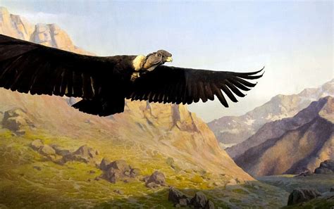 Ilustraciones de aves icónicas de la Patagonia: Cóndor Andino, Pingüino Rey, Albatros.