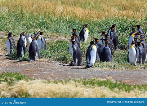 Fotografía de una colonia de Pingüinos Rey en Tierra del Fuego.