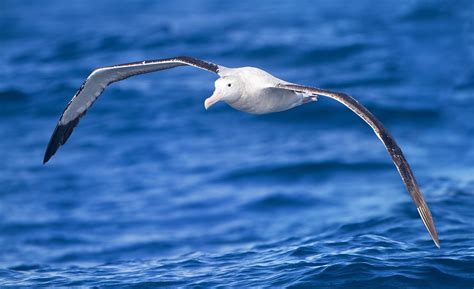 Fotografía de un albatros planeando sobre el mar en la zona de Cabo de Hornos.