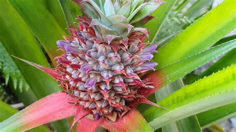 Fotografía de la inflorescencia de la piña, mostrando la