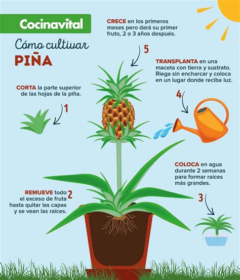 Infografía mostrando la disposición de las plantas de piña en caballones