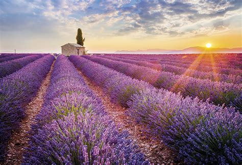 Campo de lavanda y olivos en la Provenza francesa, con una cesta de verduras frescas en primer plano.
