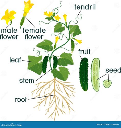 Ilustración botánica del pepino (Cucumis sativus) mostrando sus partes principales como tallo, hojas y fruto.