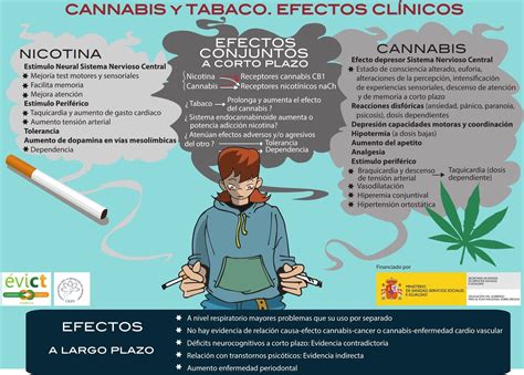 Infografía comparando la duración y el inicio del efecto de fumar cannabis vs. comer comestibles.