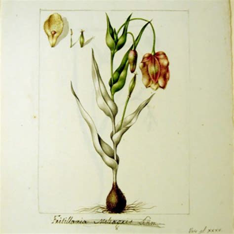 Ilustración botánica de la planta de berenjena con tallo, hojas y flores