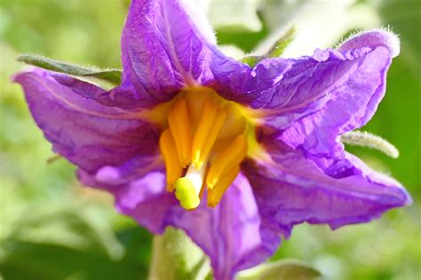 Primer plano de la flor de berenjena violeta con estambres amarillos