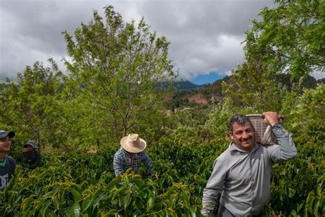 comunidades campesinas cultivando ají