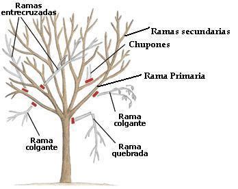 Diagrama de poda y formación de un árbol de membrillo joven